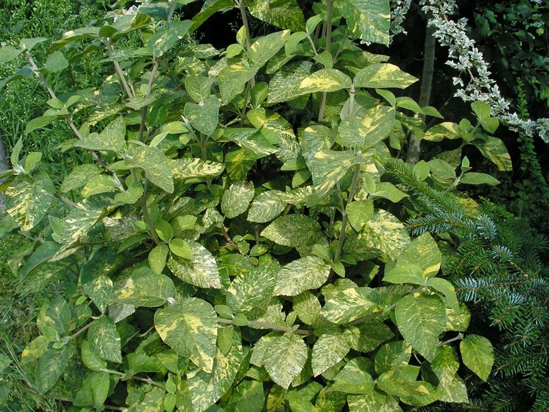 Калина гордовина Aureovariegata Калина гордовина Aureovariegata