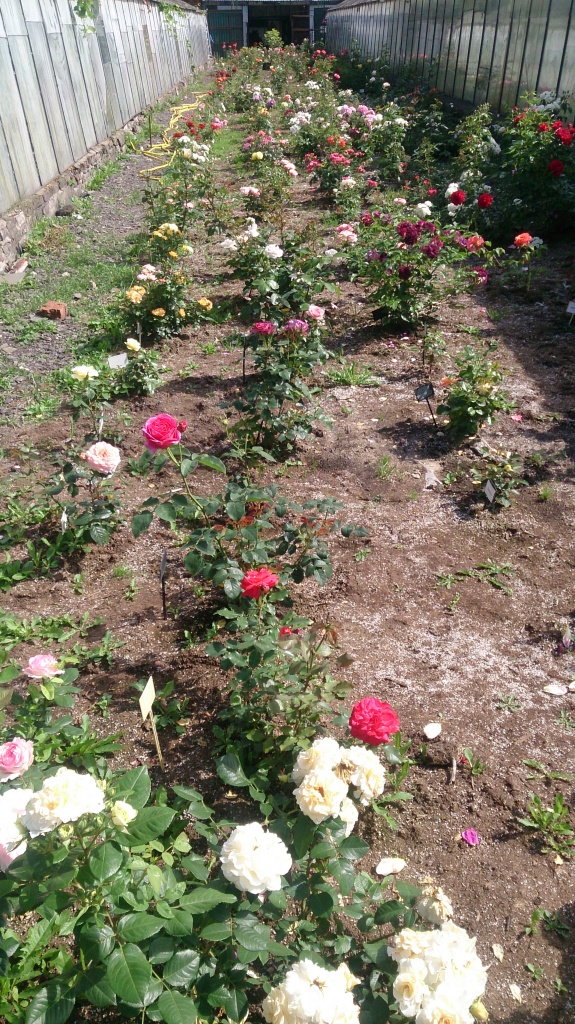 DSC_5078.jpg