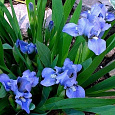 Ирис карликовый Blue Denim