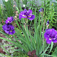 Ирис сибирский Тамбл Баг Ирис сибирский Тамбл Баг