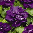 Петуния махровая многоцветковая Дуо блю