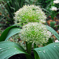 Лук Iдекоративный vory Queen