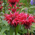 Монарда двойчатая Панорама Ред Монарда двойчатая Панорама Ред