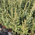 Можжевельник Silver Surprise Можжевельник Silver Surprise