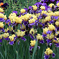 Ирис германский Jurassic  Park Ирис германский Jurassic  Park