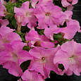 Петуния грандифлора Лимбо Джи Пи	Свит Пинк