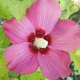 Гибискус сирийский Pink Giant