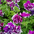 Петуния махровая	Пируэтт парпл