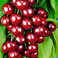 Черешня Итальянка Черешня Итальянка