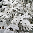 Цинерария Серебряная