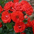 Роза Миниатюрная Orange Meillandina