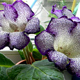 Глоксиния гибридная Tigrina Blue