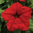 Петуния крупноцветковая Танго Алая