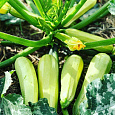 Кабачок Камили F1