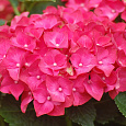 Гортензия крупнолистовая Эрли Пинк