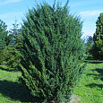 Можжевельник китайский Blaauw