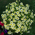 Петуния ампельная F1 Изи Вейв Еллоу