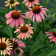 Эхинацея пурпурная Даблдекер Эхинацея пурпурная Даблдекер