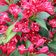 Вейгела гибридная Олл Саммэ Ред