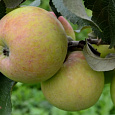 Яблоня Мартовское Яблоня Мартовское