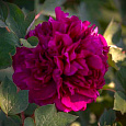 Пион древовидный Red Flower Hidden Among Twigs Пион древовидный Red Flower Hidden Among Twigs