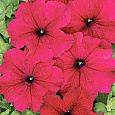 Петуния крупноцветковая Тоуга F1