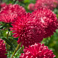 Астра низкорослая Красный ковер Астра низкорослая Красный ковер