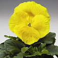 Виола крупноцветковая Селло Пьюр Еллоу Виола крупноцветковая Селло Пьюр Еллоу