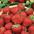 Земляника садовая Диамант