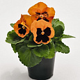 Виола крупноцветковая Инспайер Плюс Оранж Блотч Виола крупноцветковая Инспайер Плюс Оранж Блотч