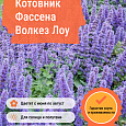 Котовник Фассена Волкез Лоу