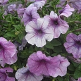 Петуния ампельная Опера Лиловая