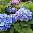 Гортензия крупнолистовая Блау Цверг Гортензия крупнолистовая Блау Цверг