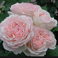 Роза Кустовая Claire Rose