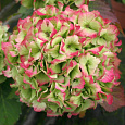 Гортензия крупнолистовая Мэджикал Джейд