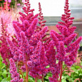 Астильба японская Bremen