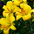 Лилия трубчатая Йеллоу Планет
