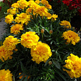 Бархатцы отклоненные махровые Джипси саншайн