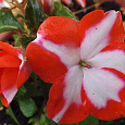 Бальзамин Акцент Ред Стар