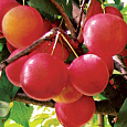 Алыча  Рубиновая Алыча  Рубиновая
