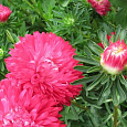 Астра низкорослая Красный ковер Астра низкорослая Красный ковер
