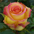 Роза Чайно-гибридная Ambiance Роза Чайно-гибридная Ambiance