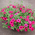 Петуния ампельная Эксплорер Маджента