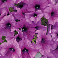 Петуния грандифлора Саксесс 360° Парпл Вейн