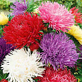 Астра июльская Смесь окрасок Астра июльская Смесь окрасок