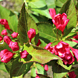 Вейгела гибридная ALL SUMMER RED 