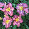Лилейник гибридный Чикаго Джевел Лилейник гибридный Чикаго Джевел