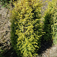 Можжевельник обыкновенный Голд Коне