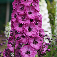 Дельфиниум (живокость) высокий Delphi's Pink Power