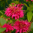 Монарда (Дикий бергамот) гибридная Pink Supreme